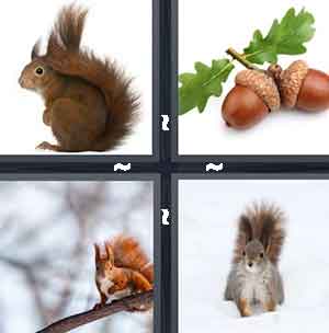 4 Pics 1 Word Level 1369