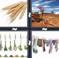 4 Pics 1 Word level 61 