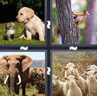 4 Pics 1 Word level 344 