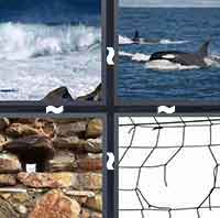 4 Pics 1 Word level 4-14 6 Letters