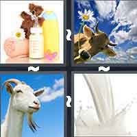4 Pics 1 Word level 517 