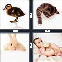 4 Pics 1 Word level 12-2 4 Letters