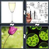 4 Pics 1 Word level 1008 