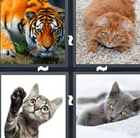 4 Pics 1 Word level 1198 