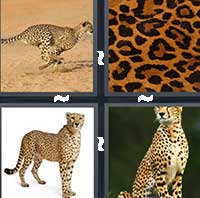 4 Pics 1 Word level 16-15 7 Letters