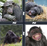 4 Pics 1 Word level 23-8 5 Letters