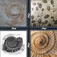 4 Pics 1 Word level 2033 