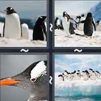 4 Pics 1 Word level 2037 