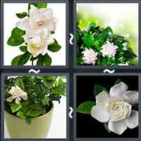 4 Pics 1 Word level 19-1 8 Letters