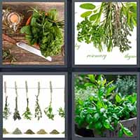 4 Pics 1 Word level 36-9 5 Letters