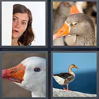 4 Pics 1 Word level 2400 