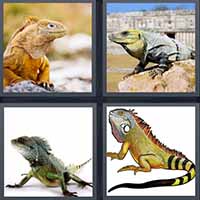 4 Pics 1 Word level 2419 