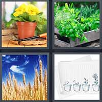 4 Pics 1 Word level 2426 