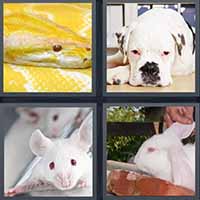 4 Pics 1 Word level 36-1 6 Letters