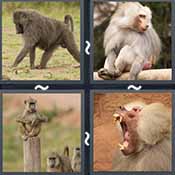 4 Pics 1 Word level 36-3 6 Letters