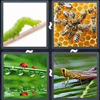 4 Pics 1 Word level 2999 