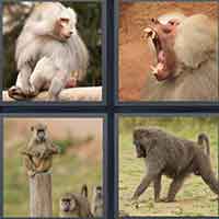 4 Pics 1 Word level 49-6 6 Letters