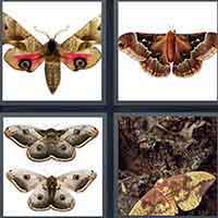 4 Pics 1 Word level 3474 