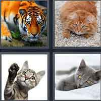 4 Pics 1 Word level 16-5 3 Letters