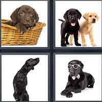 4 Pics 1 Word level 27-3 8 Letters