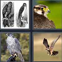 4 Pics 1 Word level 50-2 6 Letters