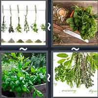 4 Pics 1 Word level 55-10 5 Letters